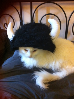 White angora cat in a fuzzy viking helmet